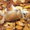 一 番 か わ い い 犬 は 柴 犬