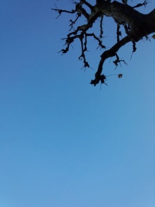 IMG_20121225_084346