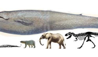世界最大のクジラ「30m」←ロマンがないよな