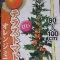 80cmほどのトマトは鈴なりで収穫2回目。