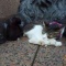 ライオン像で眠る猫