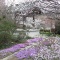 【八ヶ岳観光動画】花咲く「龍岸寺」（北杜市長坂町）