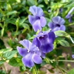 花のある暮らし