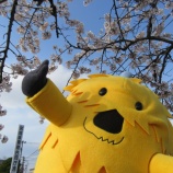 『～栗原市の風景～「サクラサク栗原合同庁舎🌸」』の画像