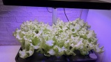 水耕栽培がクッソ楽しい件ｗクリーンな野菜が台所で爆誕してそれを食べられる喜びｗ（※画像あり）