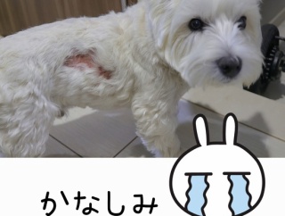 ゆきちの皮膚が悪くなりまして　その③