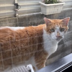 保護猫さんの徒然日記
