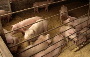 【物議】全国で相次ぐ養豚場の火災→「“豚が嫌いな集団”が放火してるのでは？」という憶測が2.5万リポスト超えの大拡散