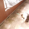 猫に小判を与えたら。 埋蔵金:千九百拾九両 ここは鳥獣霊苑・・・緑地帯ぃやぁっ!