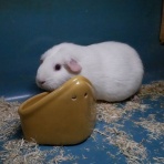 ペットショップふじやのブログ