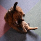 麦ちゃんのゴロンと郵便局の引っ越し転送届が複雑になってる件(猫2852)