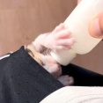 「まるでカンガルー」猫の赤ちゃんがポケットの中から哺乳瓶でごはんタイム（動画）