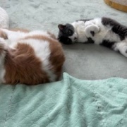 食物花粉アレルギーのお話と今朝の庭で衝撃を受けたこと