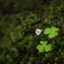 梅雨の苔巡り 蓼科山-双子山