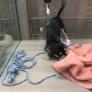 今週のわんちゃん