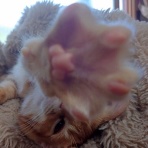 にゃんこ三昧な生活