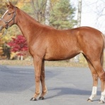 ねこパンチの一口馬主