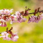 「『山の中で一人暮らししてるおばあちゃんに毎年桜の枝を届ける』？意味あんのそのバイト」　→　大学生が試しにやってみた結果、バイト代がとんでもないことになるｗｗｗｗ