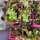 オシテルヤ販売２０２６年４月８日