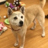 『【犬】あやめちゃん トライアル決定』の画像
