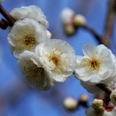 宮崎県・高岡の月知梅