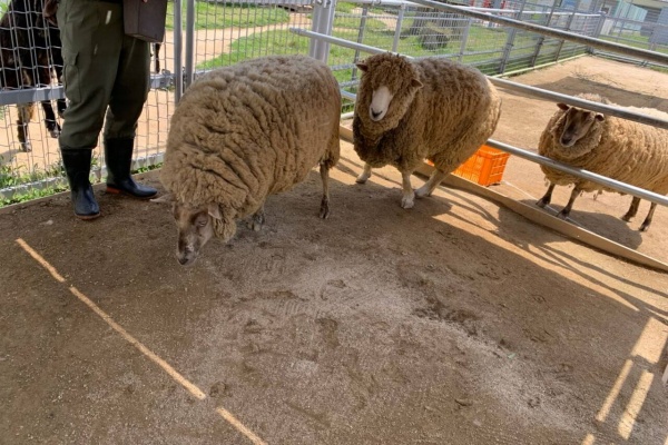 天王寺動物園スタッフブログ - ヒツジ