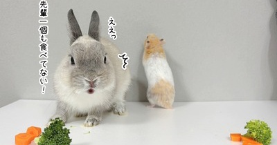 今日のプリンとうさぎのルリ(11/8追記)