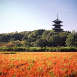 『2025.9 幻想的な備中国分寺と赤米風景❷ / 岡山県総社市上林』の画像