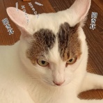 moroのハンドメイド