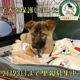 『【期間限定】雑種子犬の里親募集』の画像
