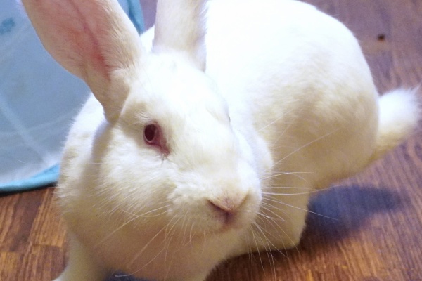白ウサギさん　専用　肖战 シャオ ジャン· Rabbit Planet on X: 