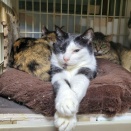 🚙ボランティアさん募集🚙