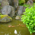 久しぶりの雨