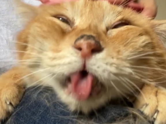 猫撫での基本は「頭」説　20260907