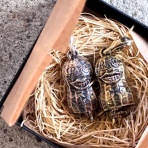 CHARCOAL*GREEN BLOG NEWS