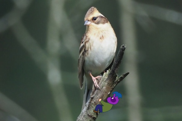 ふじたかなすびページ③ 富士鷹なすびのブログ