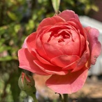 薔薇の香りに誘われて