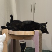 アヤちゃんの短いしっぽ