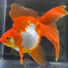 『金魚•メダカ入舎情報‼️』の画像