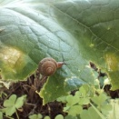 カタツムリ🐌の大量発生