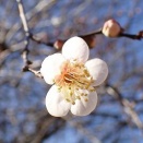 梅の花