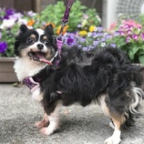 『【犬２頭】【子猫３頭 】受け入れました。』の画像