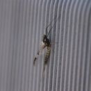 ようやく虫たちの写真が撮れました