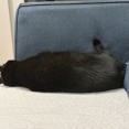 足で壁を蹴って寝る猫