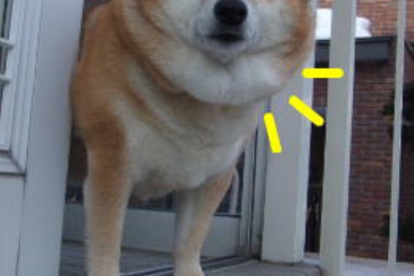 柴犬カンチの足跡日記 ダイエット