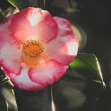 『帰省中～ラッキーだったこと』の画像