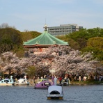 涌キ園日記帖～転がる小岩
