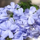 花の名前は？