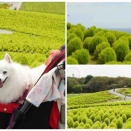 犬連れて ひたち海浜公園 コキア