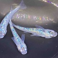メダカ•金魚入舎情報‼️
